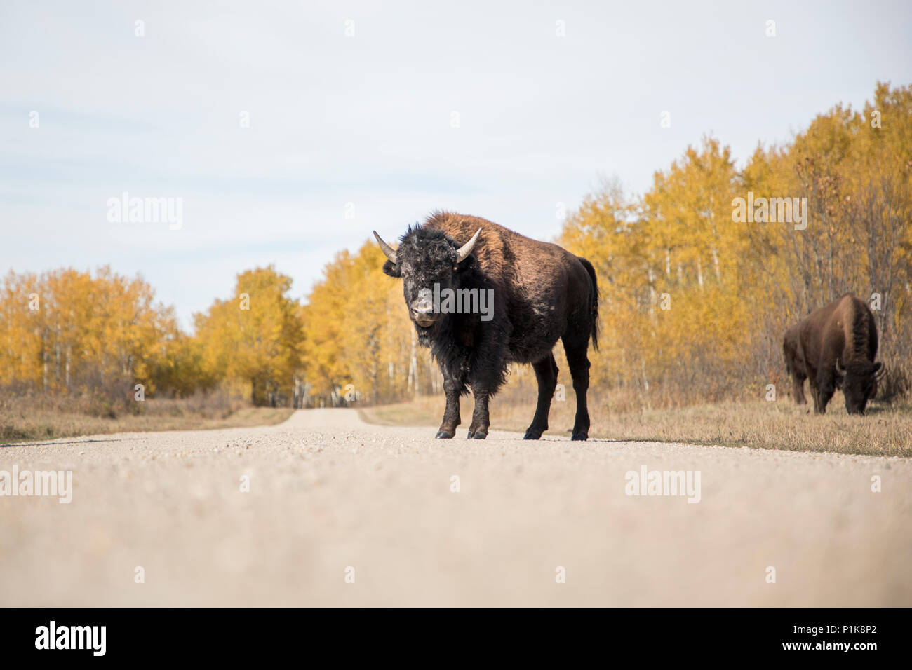 Buffalo standing in the road in a forest, Canada Stock Photo