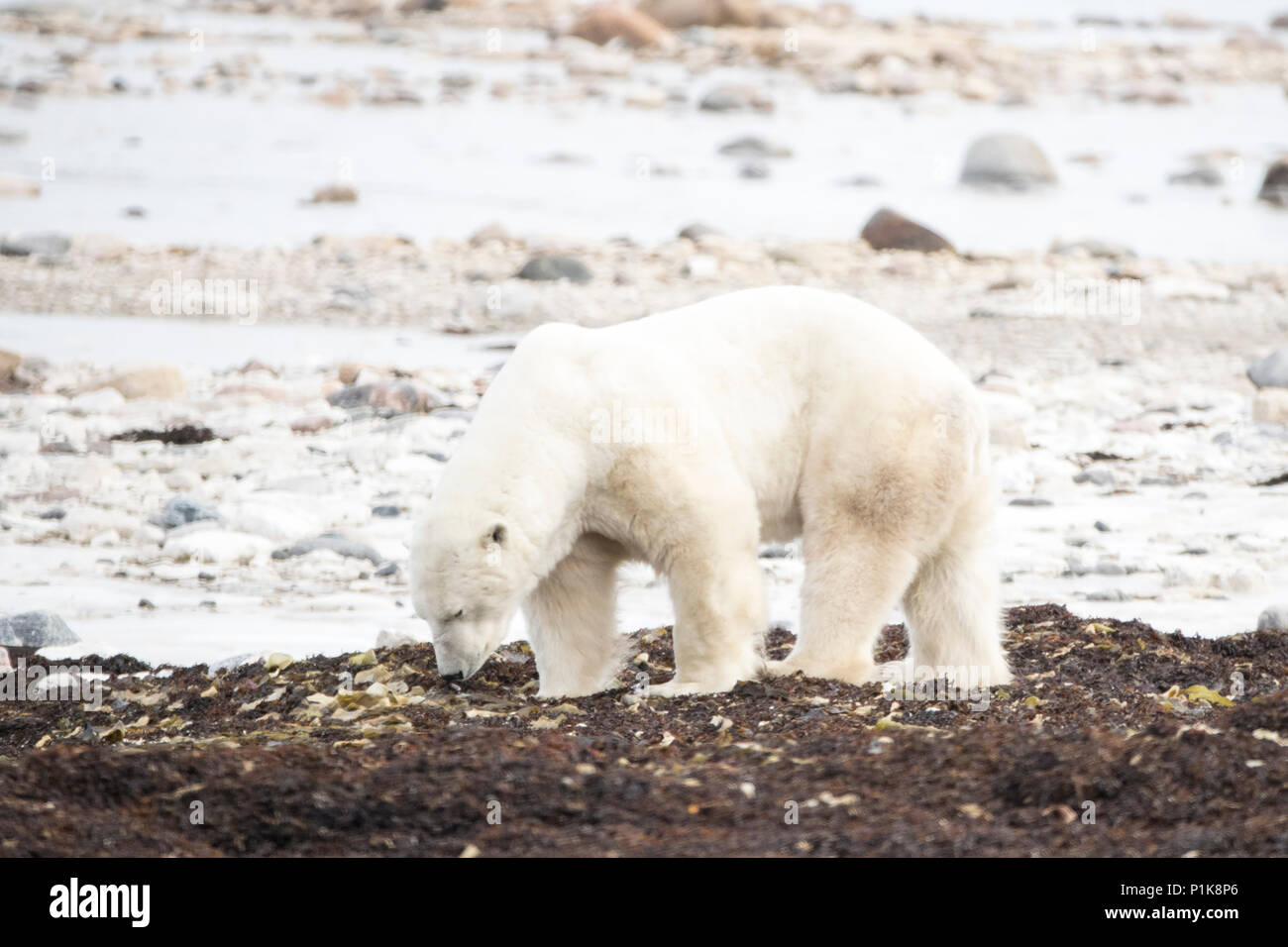 Polar Bear walking in remote landscape, Canada Stock Photo
