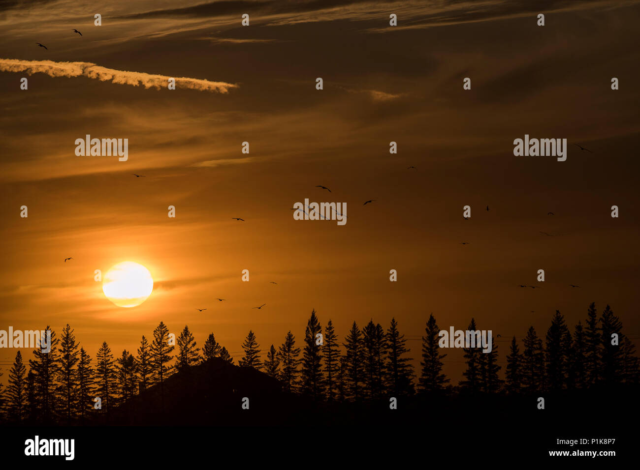 Rural forest sunset, Canada Stock Photo