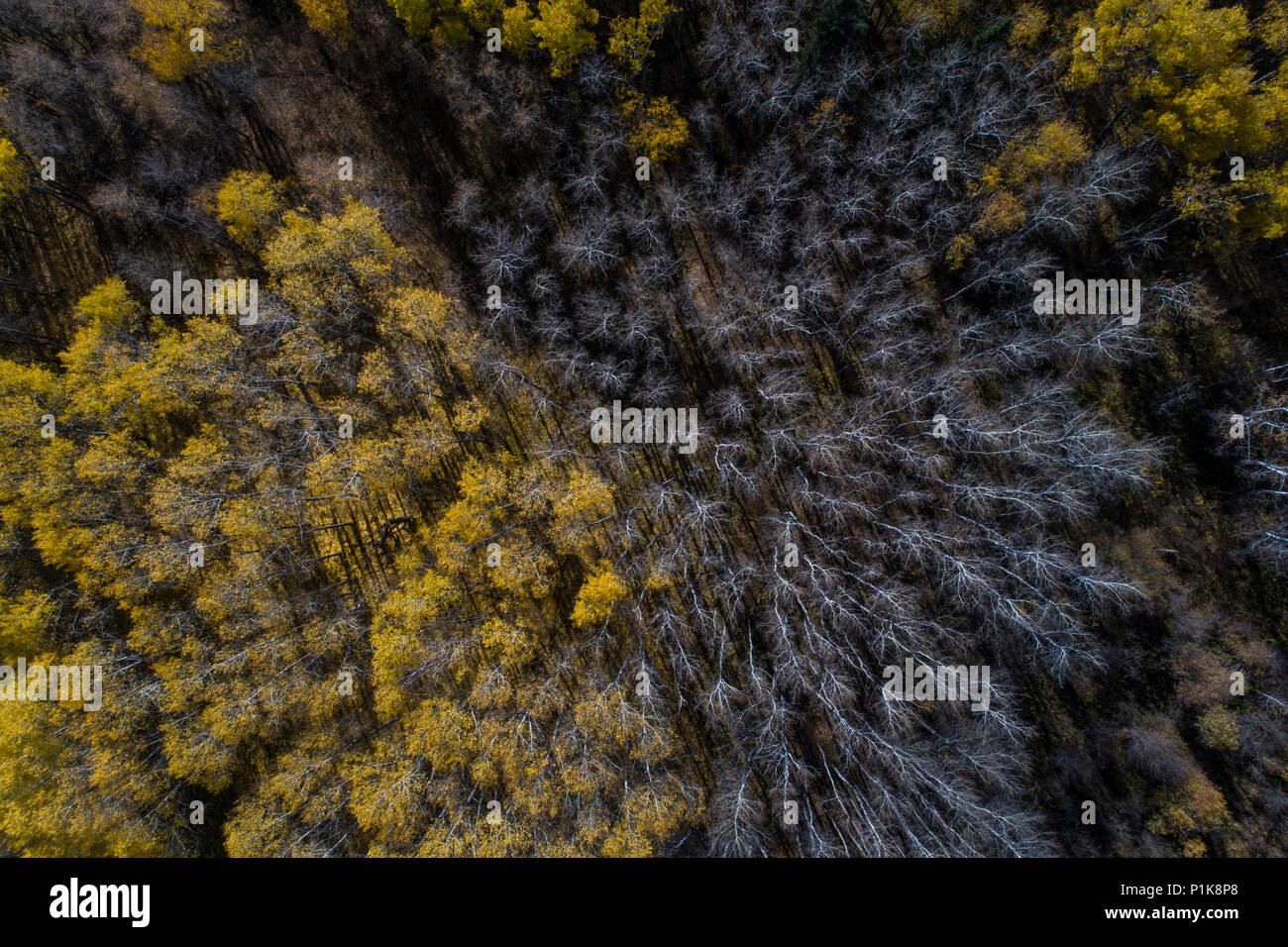 Aerial view of a forest, Canada Stock Photo