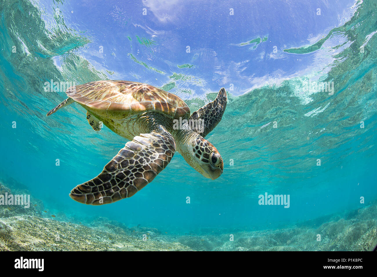 Turtle swimming over a coral reef, Great Barrier Reef, Queensland, Australia Stock Photo