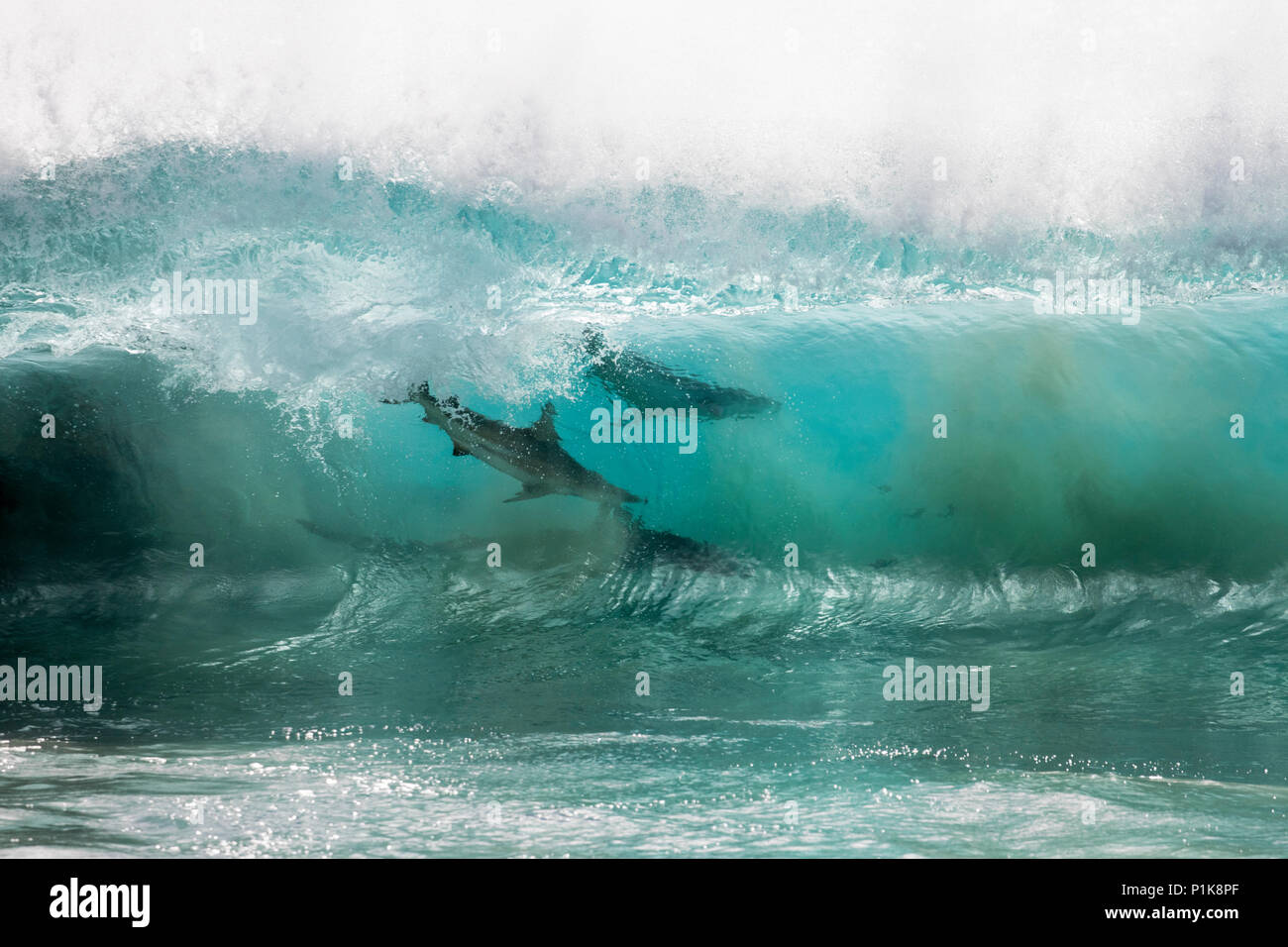 Sharks feeding on a bait ball in the breaking ocean waves, Carnarvon, Western Australia, Australia Stock Photo