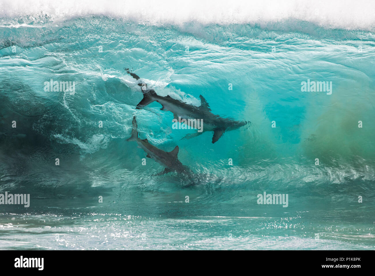 Sharks feeding on a bait ball in the breaking ocean waves, Carnarvon, Western Australia, Australia Stock Photo