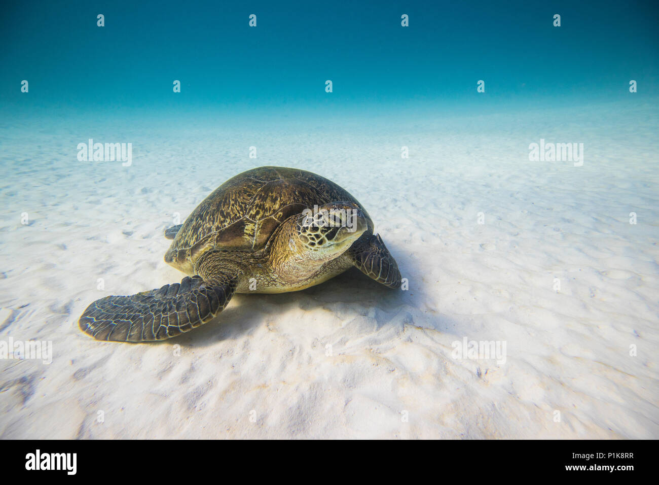 Turtle on the seabed, Lady Elliot Island, Great Barrier Reef, Queensland, Australia Stock Photo