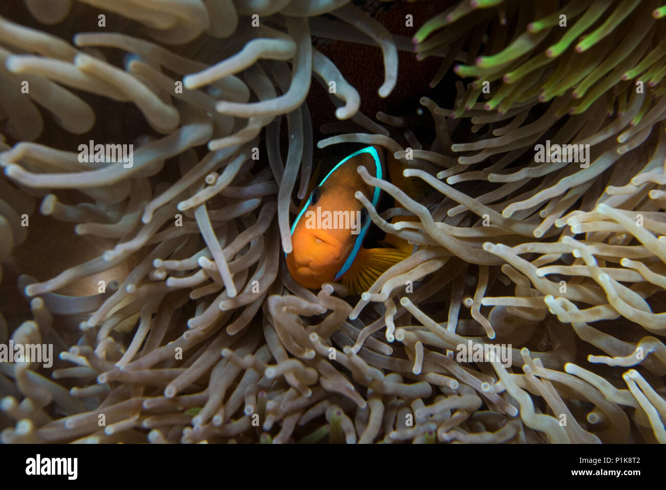 Clownfish hiding in coral reef, Lady Elliot Island, Great Barrier Reef, Australia Stock Photo
