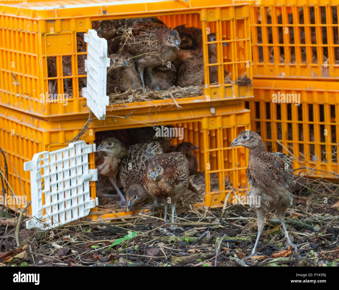 Seven week old pheasant chicks, often known as poults, being released into a gamekeepers release pen from the crates used to transport them Stock Photo