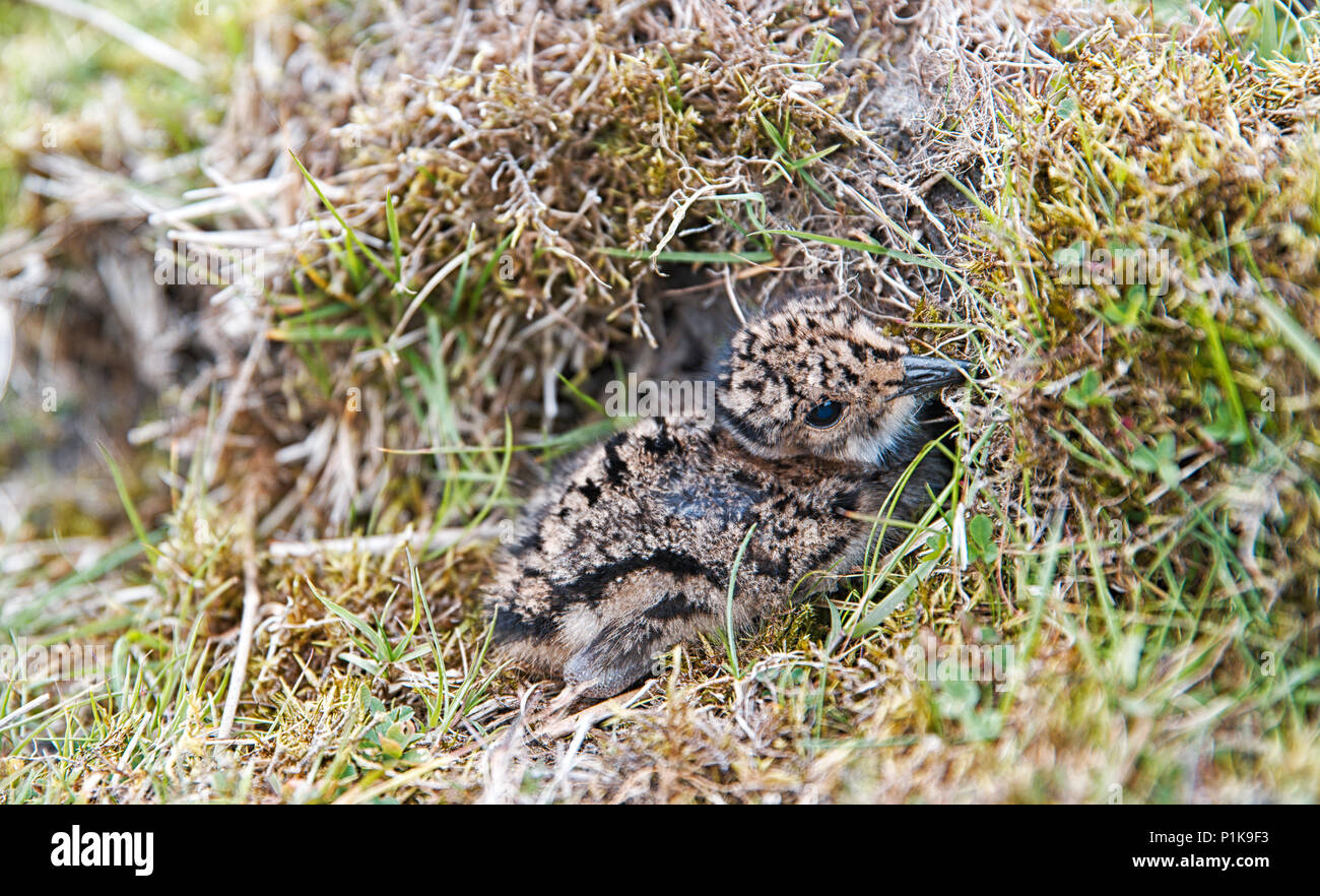 Northern lapwing Chick (Vanellus vanellus) in its well hidden nesting scrape at the side of a grassy mound in the Nidderdale area of North Yorkshire Stock Photo