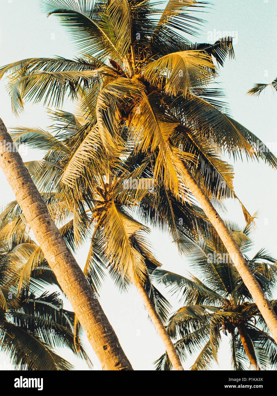 Palm trees on the beach, Goa, India Stock Photo - Alamy