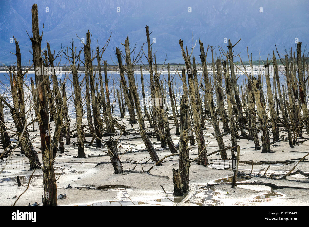Dead trees on the banks of a lake during the drought, Western Cape, South Africa Stock Photo