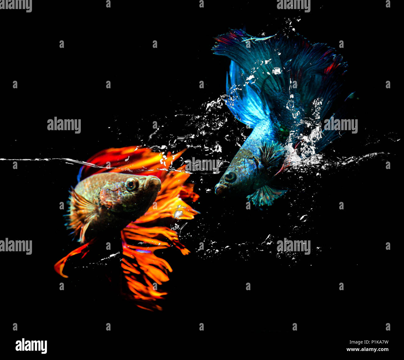 Two betta fish fighting in an aquarium Stock Photo