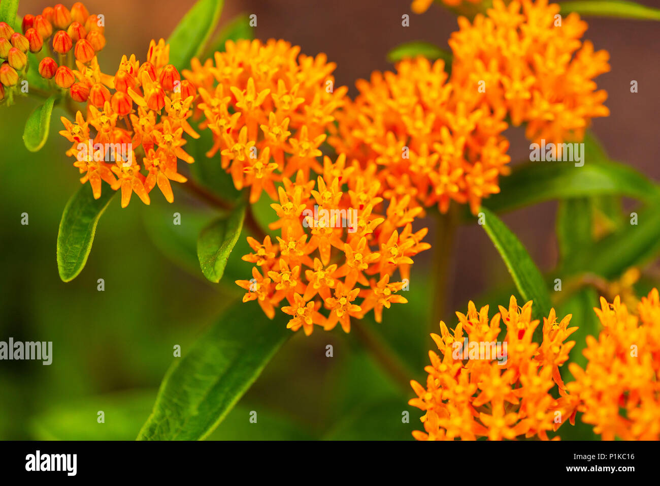 a wet orange butterfly bush is blooming after the rain stopped Stock