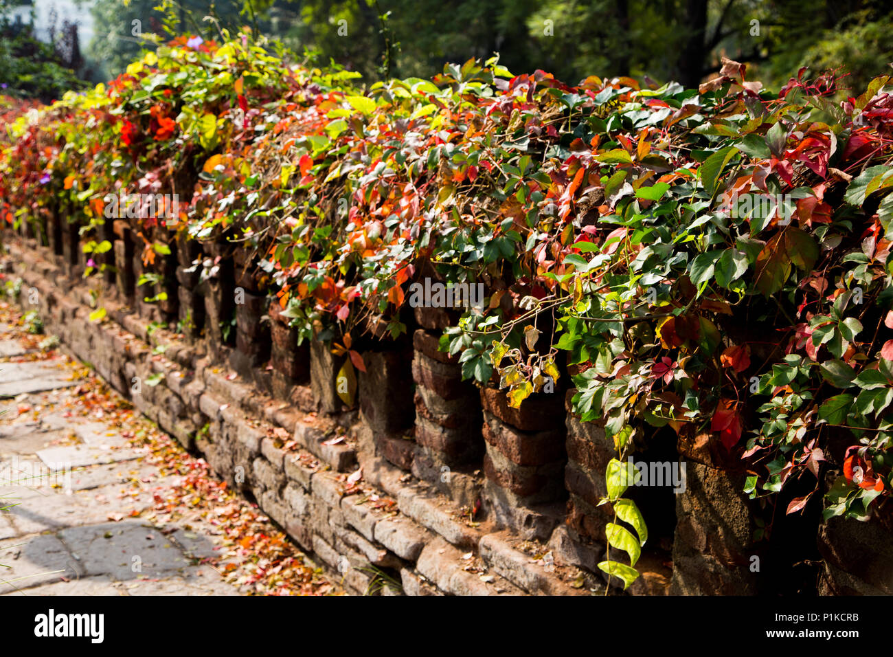 Red and green leaves sprawl across the top of a brick rail lining the path at Castillo Hidalo on Santa Lucia Hill in Santiago, Chile. Stock Photo