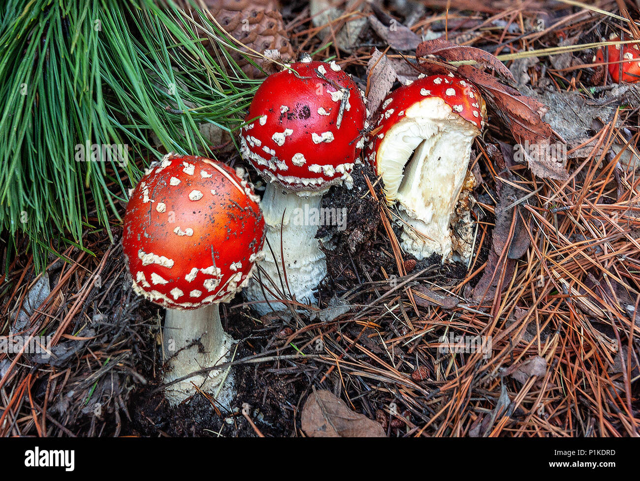 POISONOUS MUSHROOM. Poisonous mushroom with brightly red color cap and white spots flake grows among pine trees in a forest. Stock Photo