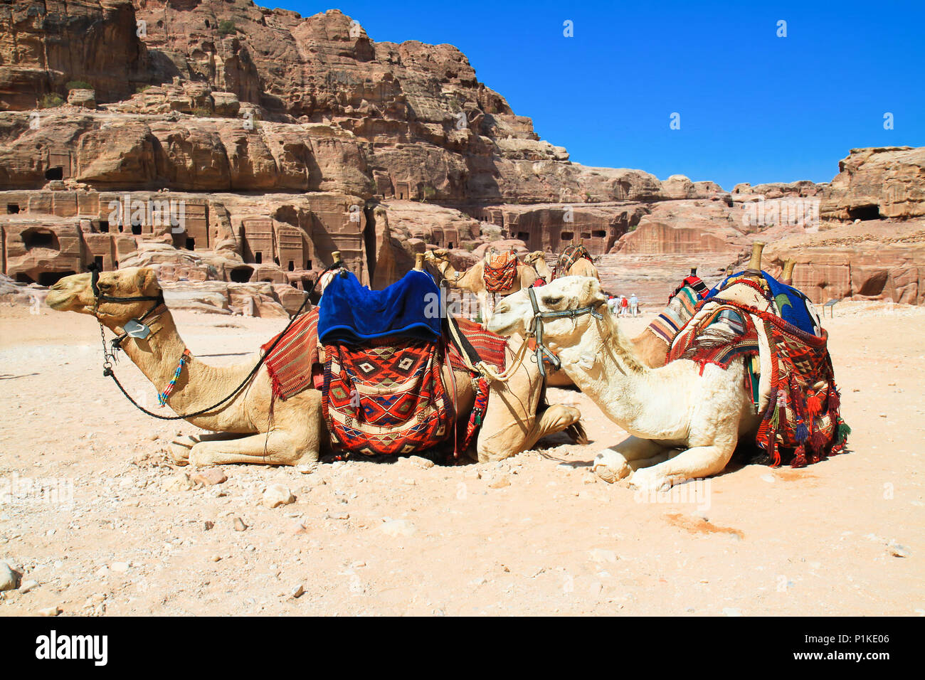 Camels in ancient city of Petra. It was carved out the rocks. It is now an UNESCO World Heritage Site. Petra, Jordan Stock Photo