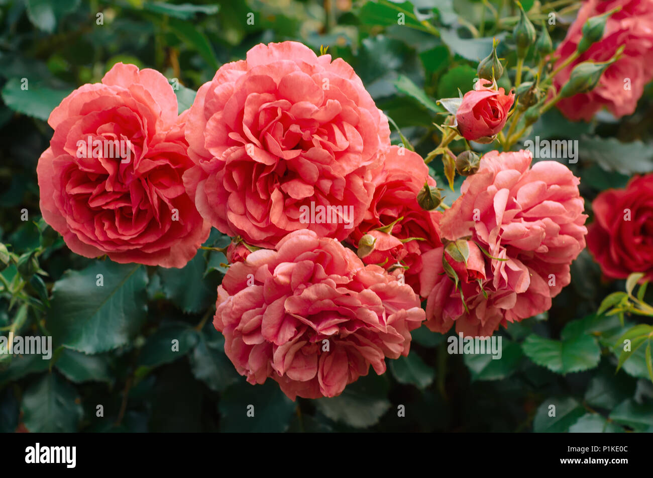 Garden with fresh pink roses, floral natural hipster vintage background ...