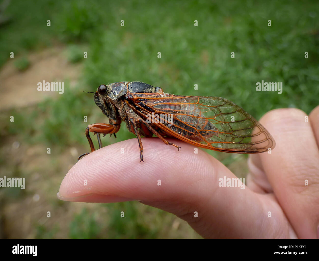 Single adult cicada Tibicina haematodes with orange veins on the wings ...