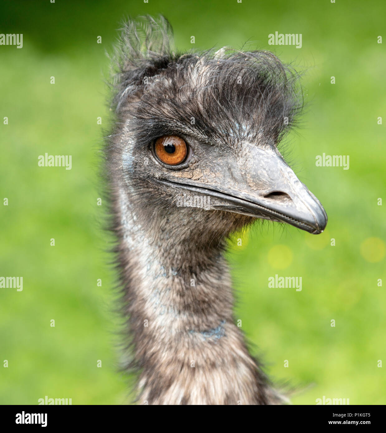Amusing Picture Of An Emu Head Looking At Camera Stock Photo Alamy