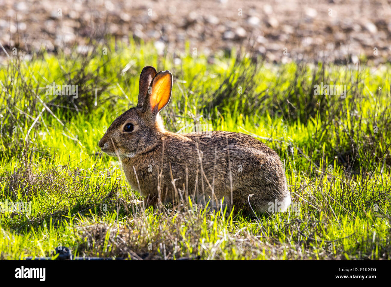 A California Cottontail rabbit (Sylvilagus Audubonii) at the San