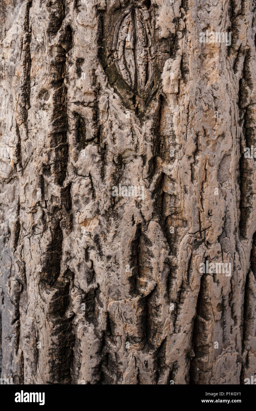 Relief brown natural cork tree bark as background. Stock Photo