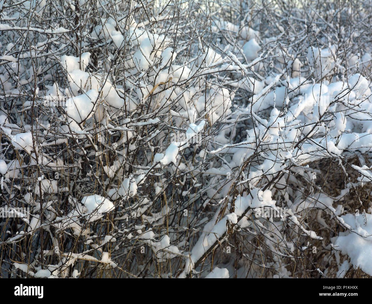 Shot snow covered trees in hi-res stock photography and images - Alamy