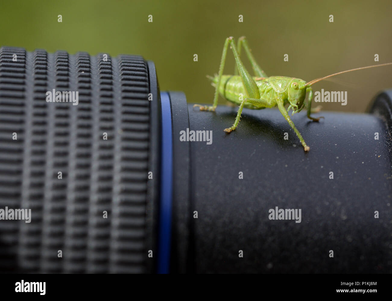 Small grasshopper jumped over a lens of a SLR Stock Photo