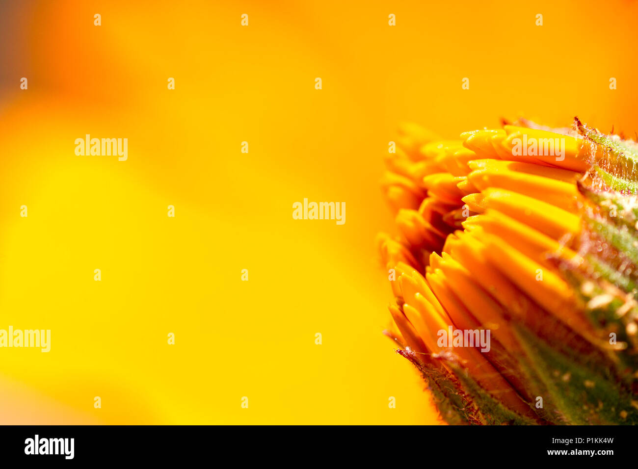 Macro photographs hi-res stock photography and images - Alamy