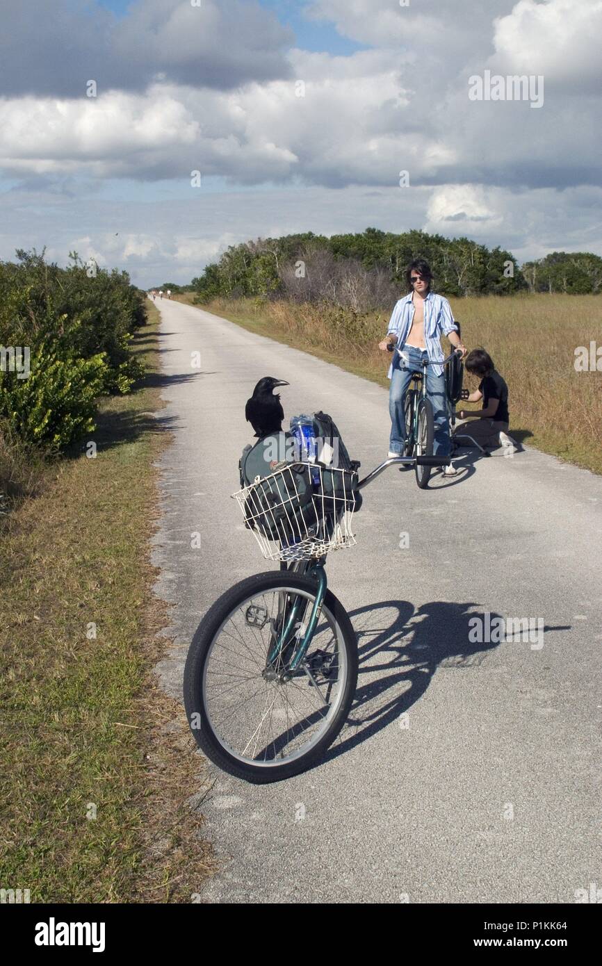 Everglades National Park (parque nacional); circuito en bicicleta; cuervo 'investigando' a por comida en bolso. Stock Photo