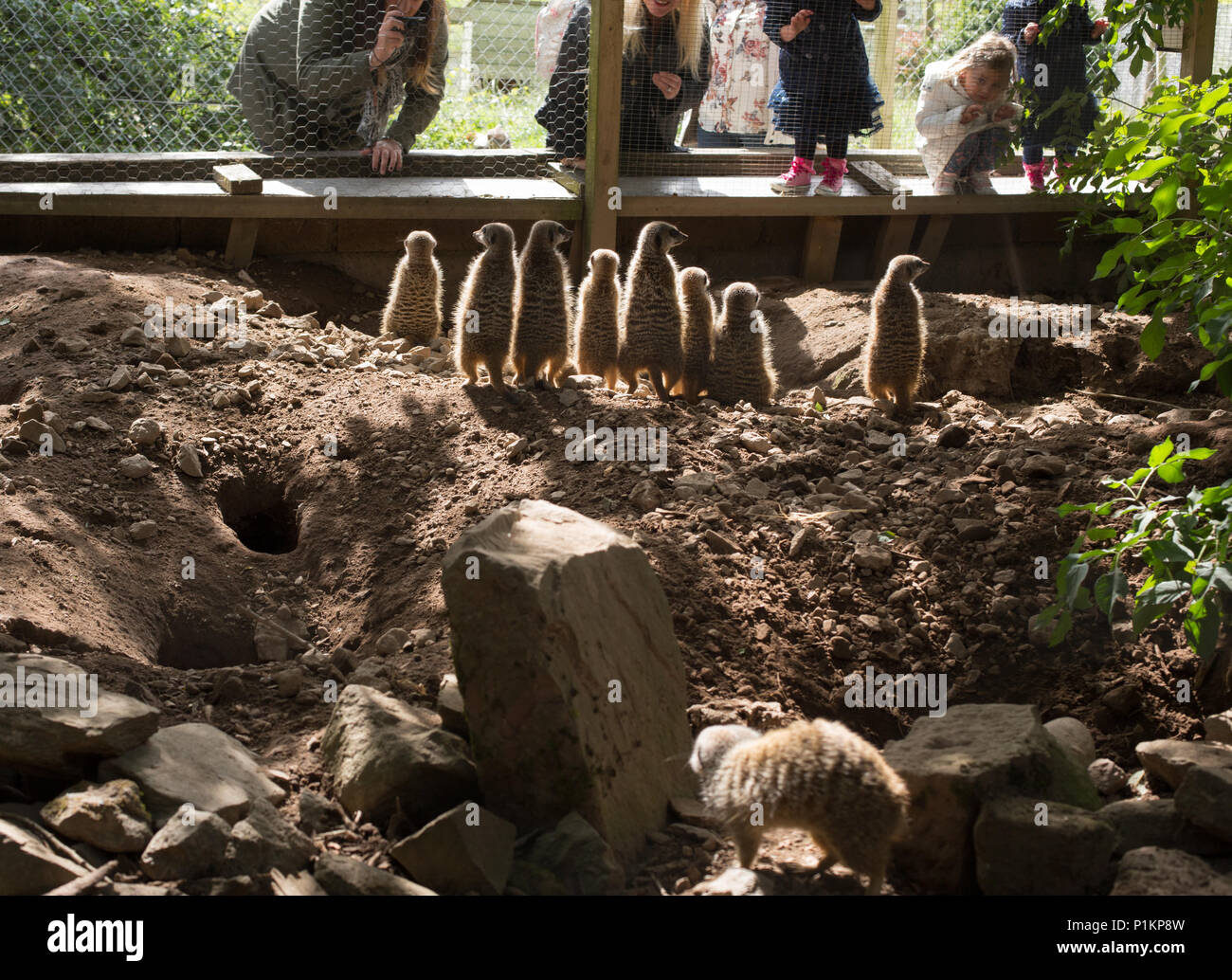 A family of Meerkats stare out of their enclosure at a group of people Stock Photo