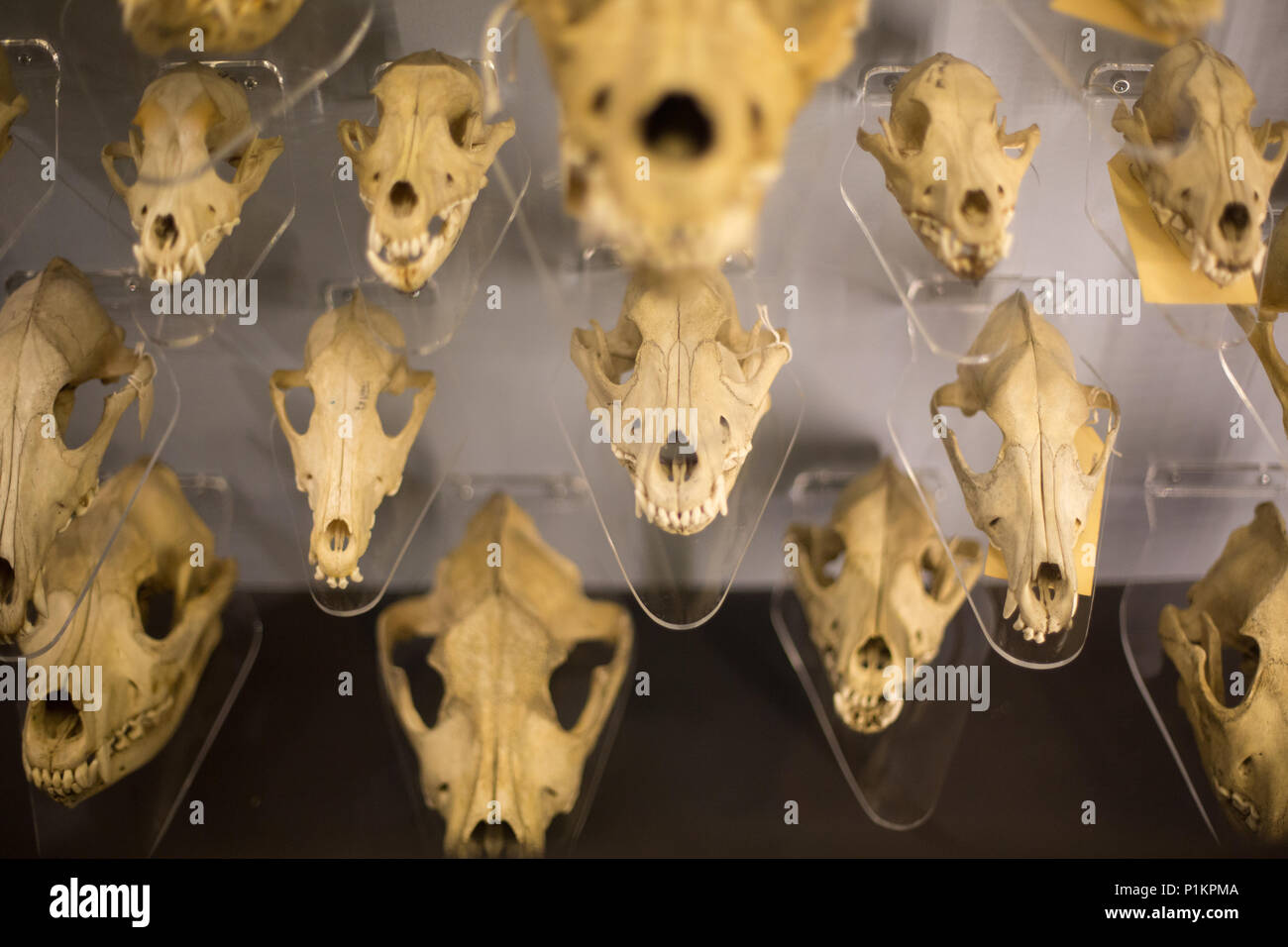 Animal bones collection hi-res stock photography and images - Alamy