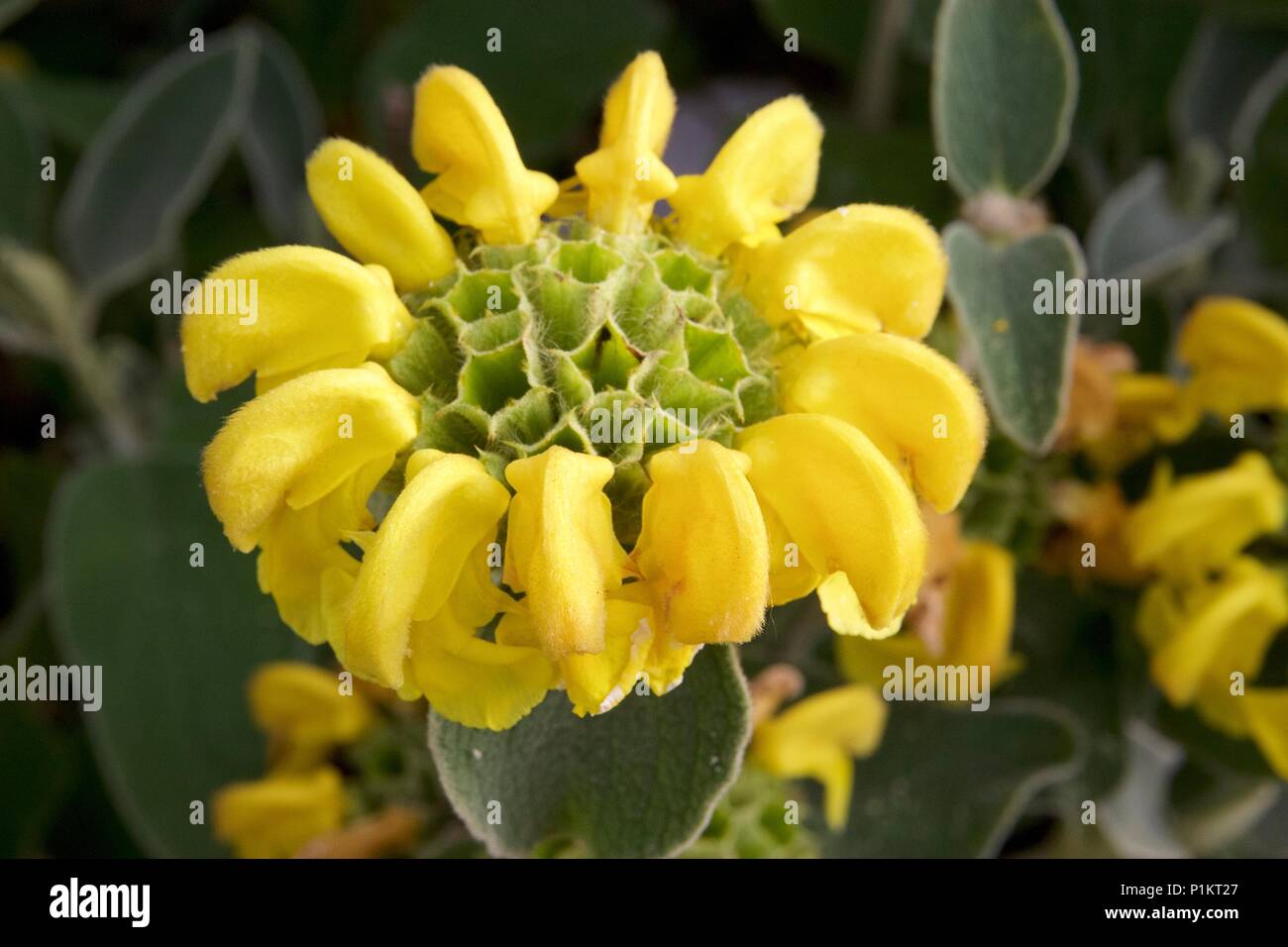 Phlomis fruticosa (Shrubby Jerusalem sage) is a species of flowering plant of the Lamiaceae family Stock Photo