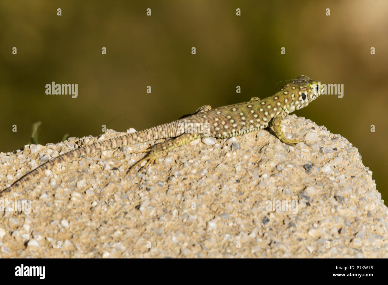 Timon lepidus, Ocellated lizard, Almanzora Valley, Almeria province ...