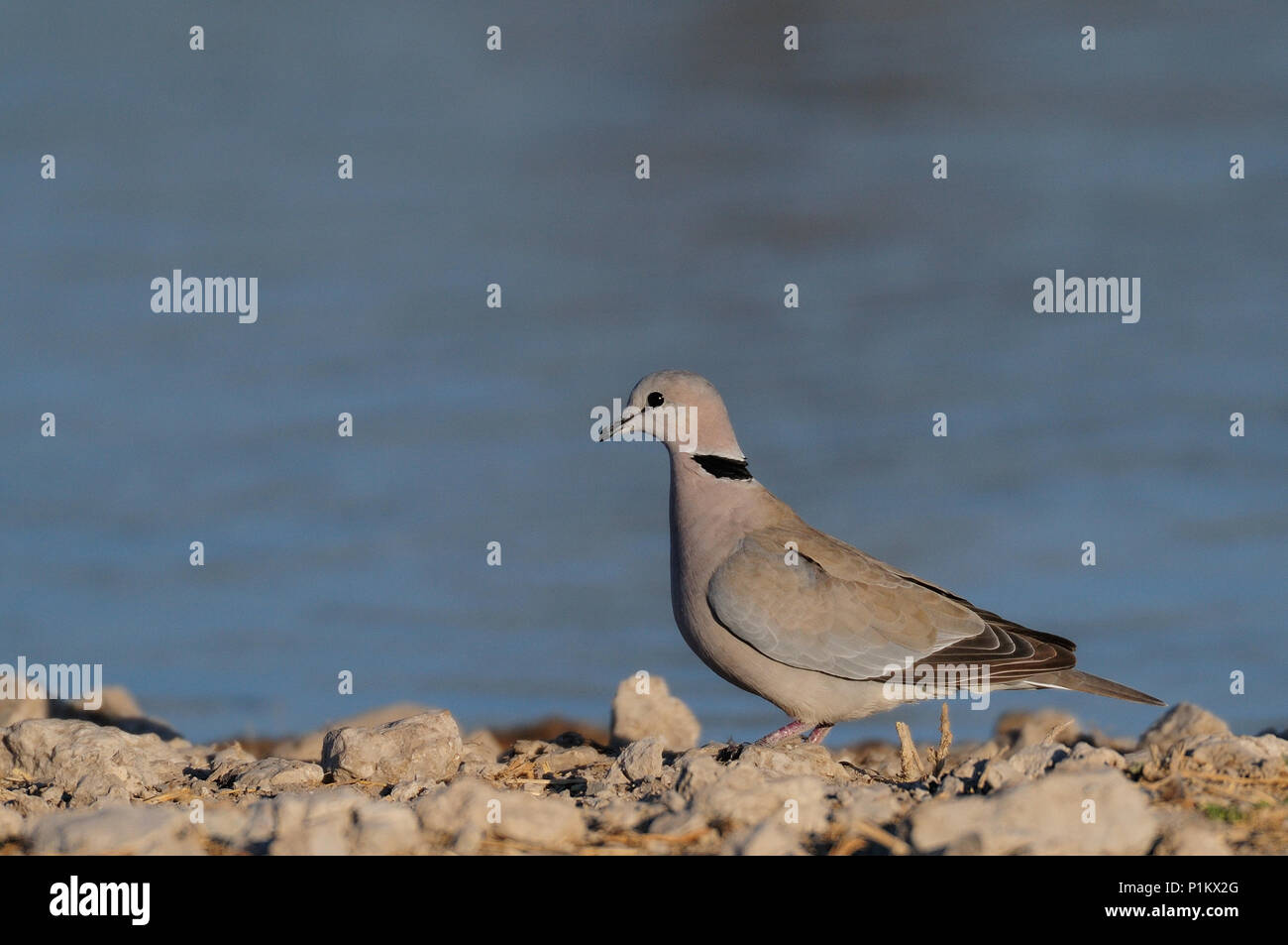 Cape turtle dove sit on a waterhole, etosha nationalpark, namibia ...
