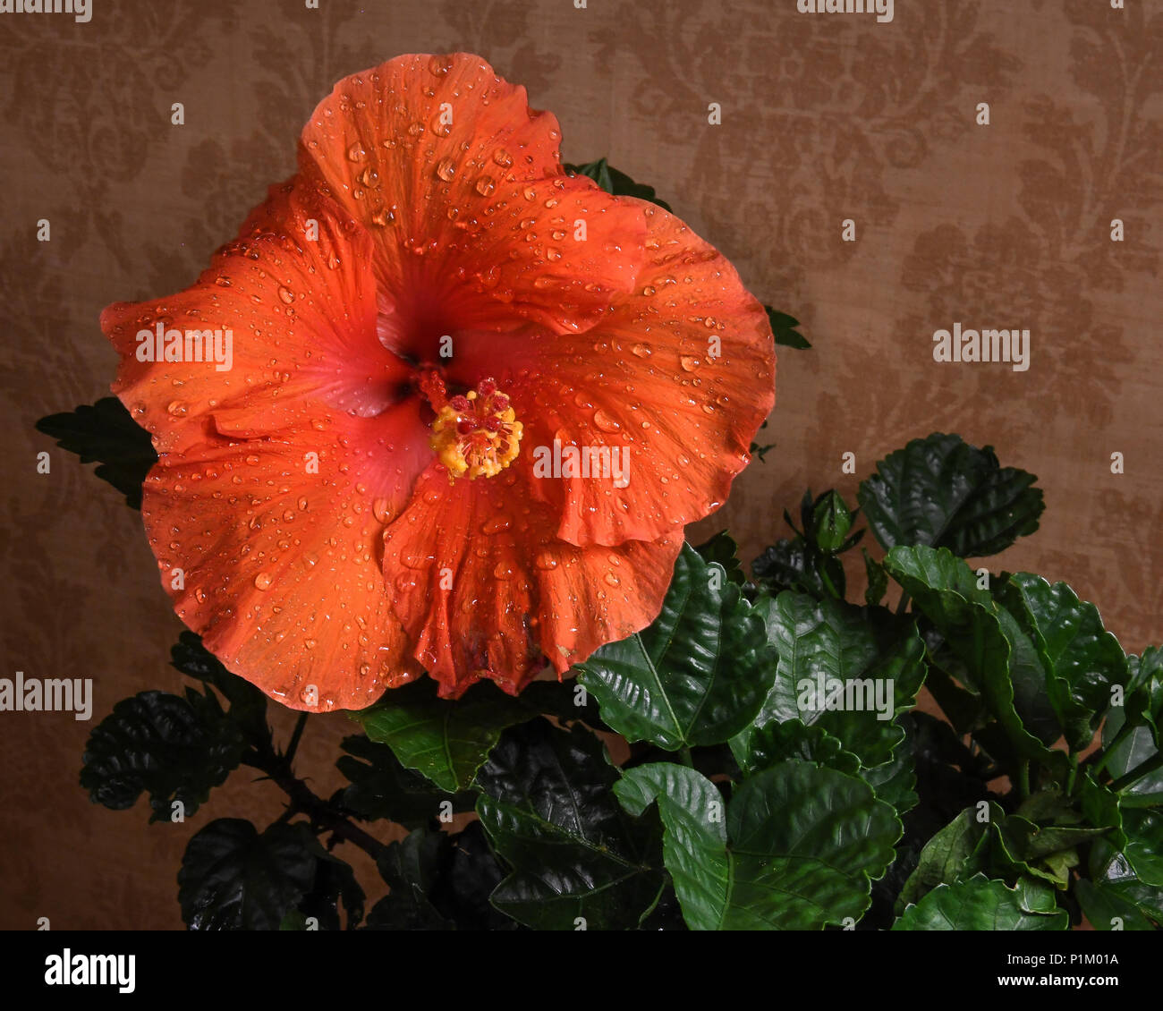 Peach Hibiscus High Resolution Stock Photography and Images - Alamy