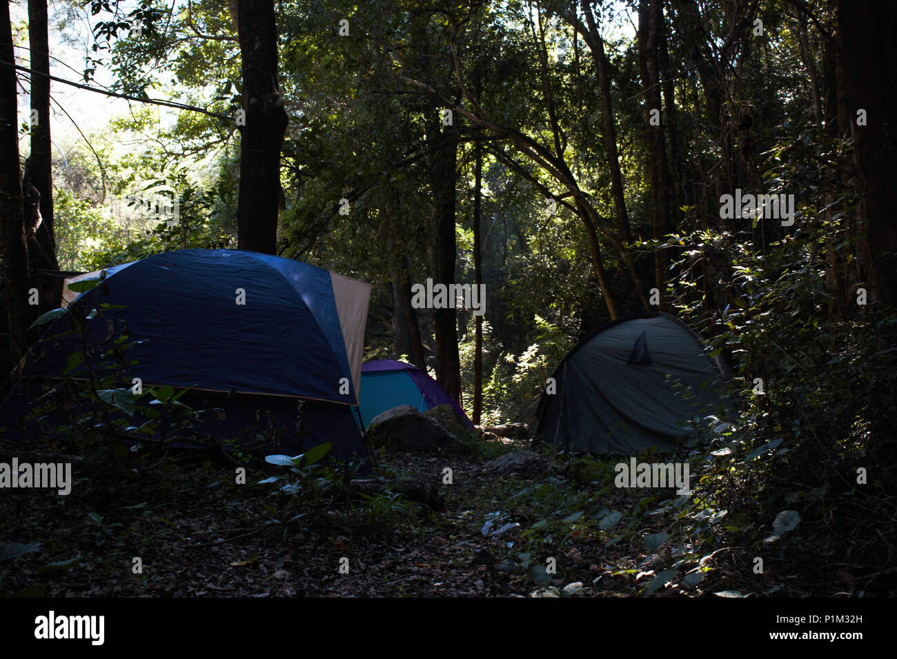 Tent Camping In A Tropical Jungle Stock Photo - Alamy