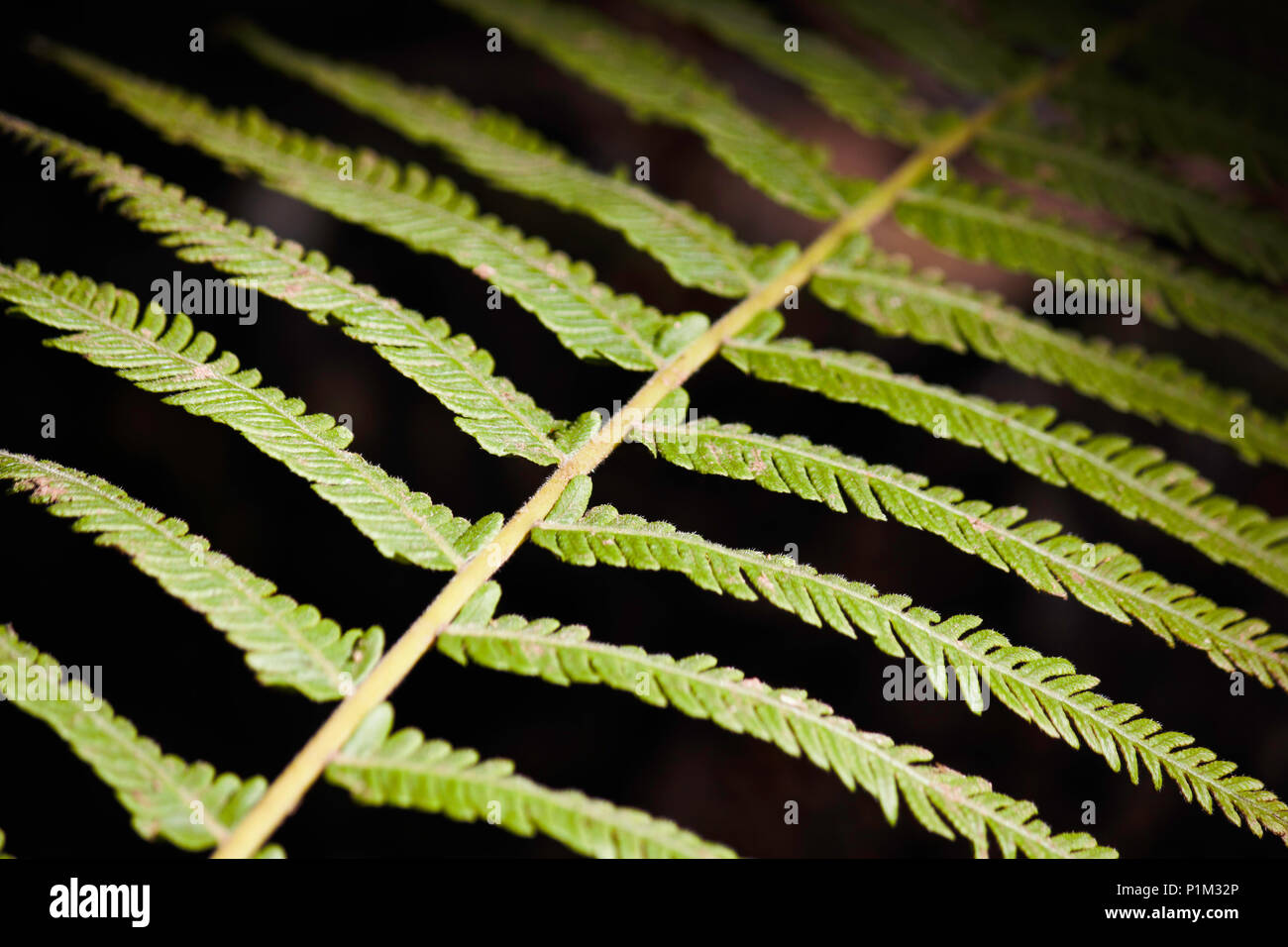 Fern Leaf Branch Abstract In A Forest Stock Photo