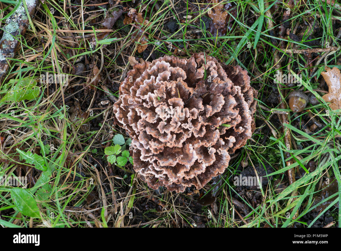 Zoned Rosette Fungus: Podoscypha multizonata. Parasitic on roots of Oak, Sussex, UK. Stock Photo
