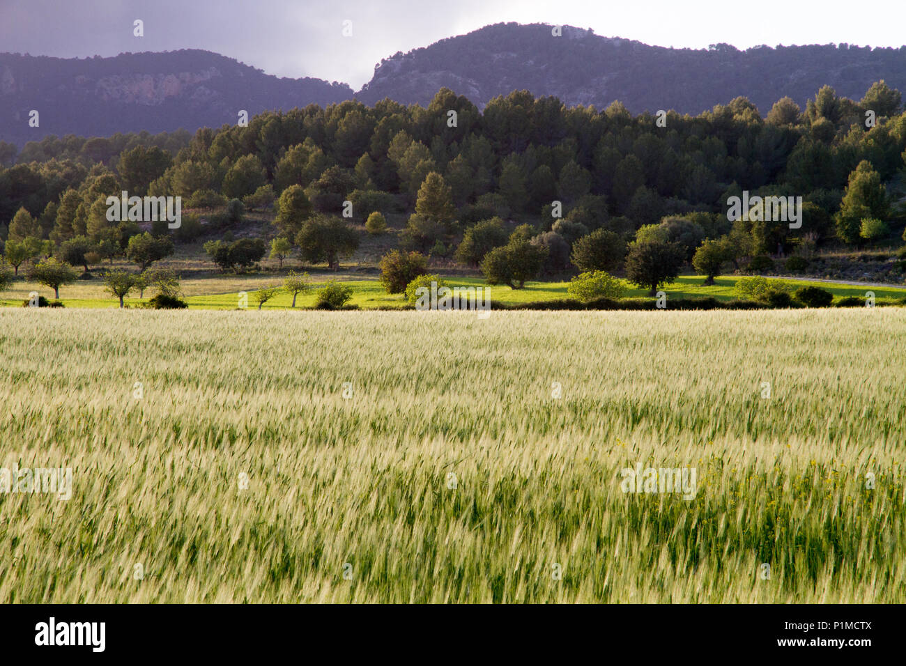 Trees in Countryside grass field landscape, Mediterranean, Mallorca ...