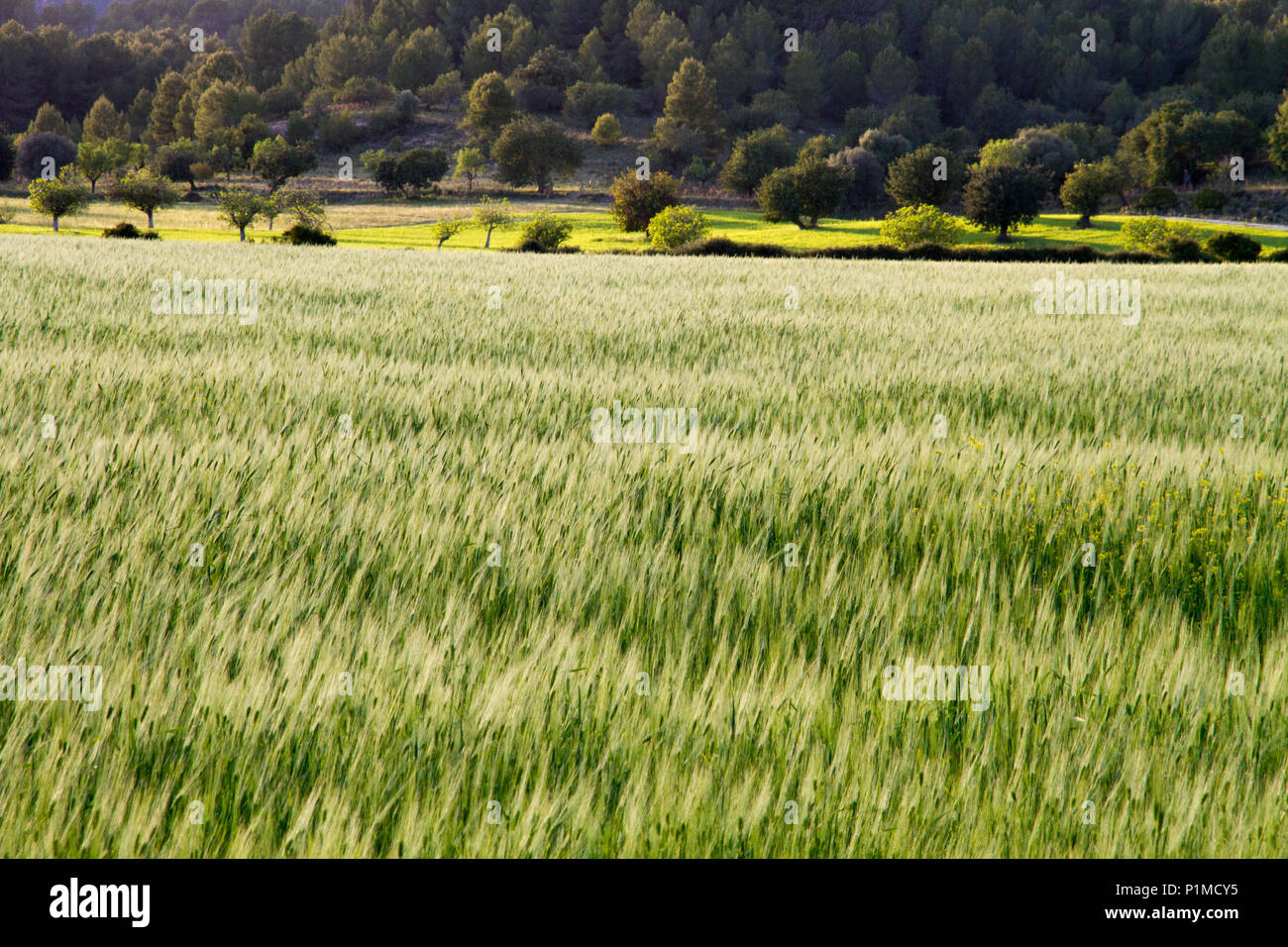 External field hi-res stock photography and images - Alamy