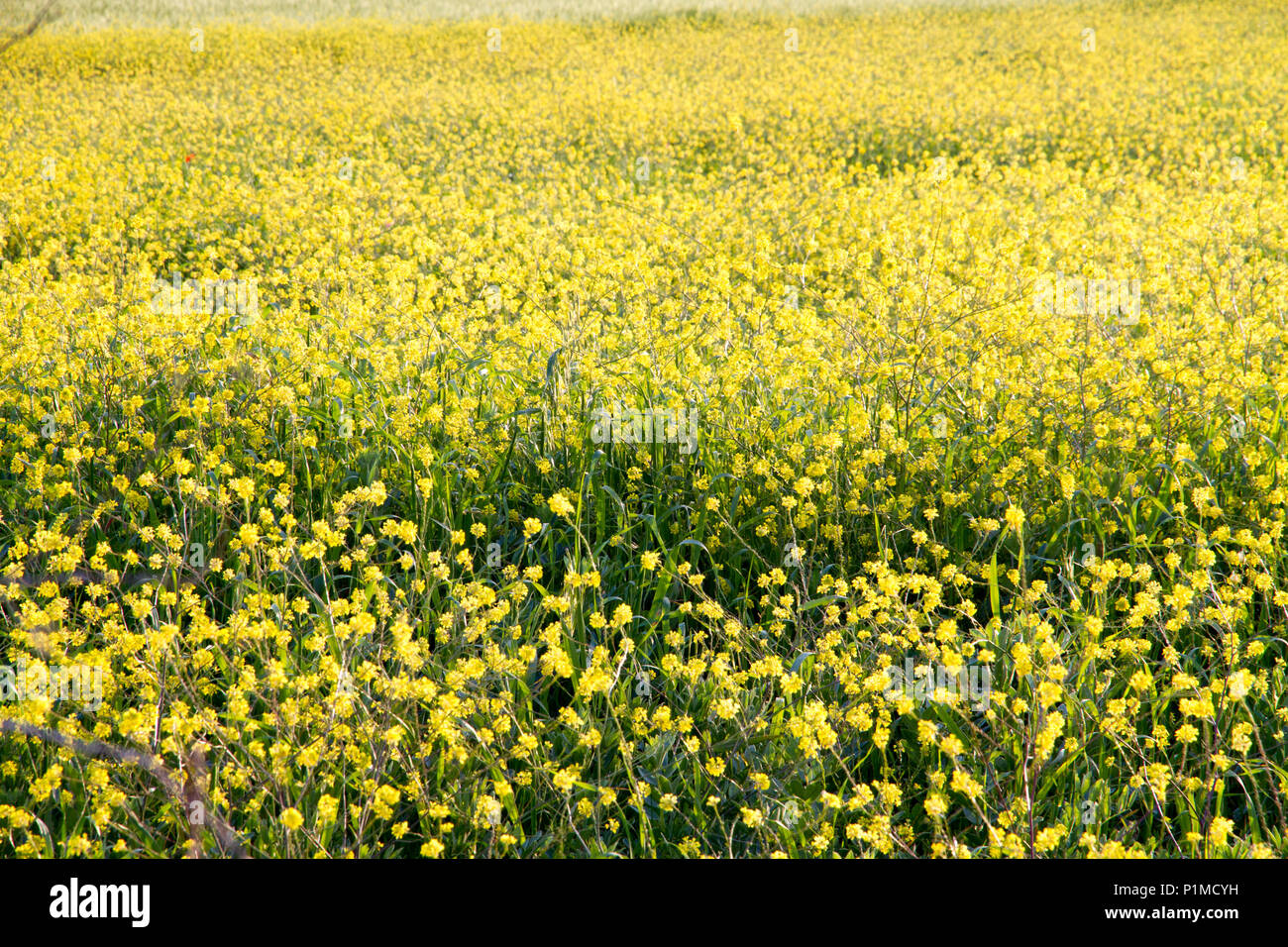 Field of yellow flowers spring blossoming in Countryside landscape, Mediterranean,field-landscape, Background Mallorca Balearic Islands Stock Photo