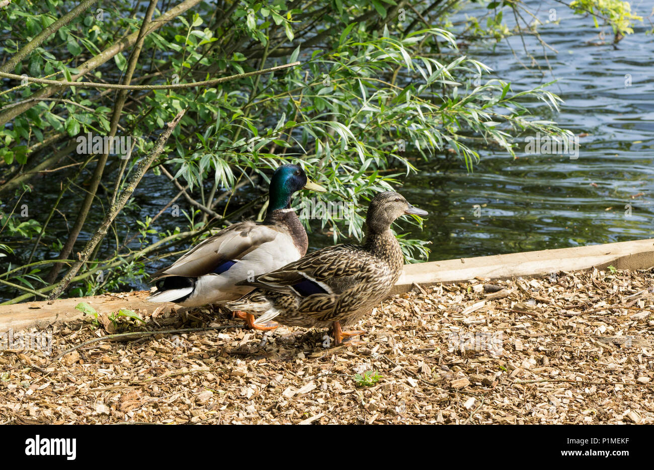 Country park birds hi-res stock photography and images - Alamy