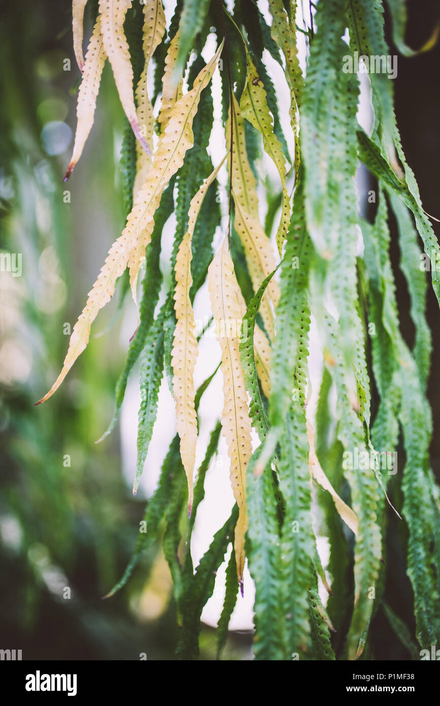 delicate hanging fern leaves in pastel colors green and yellow with seeds Stock Photo