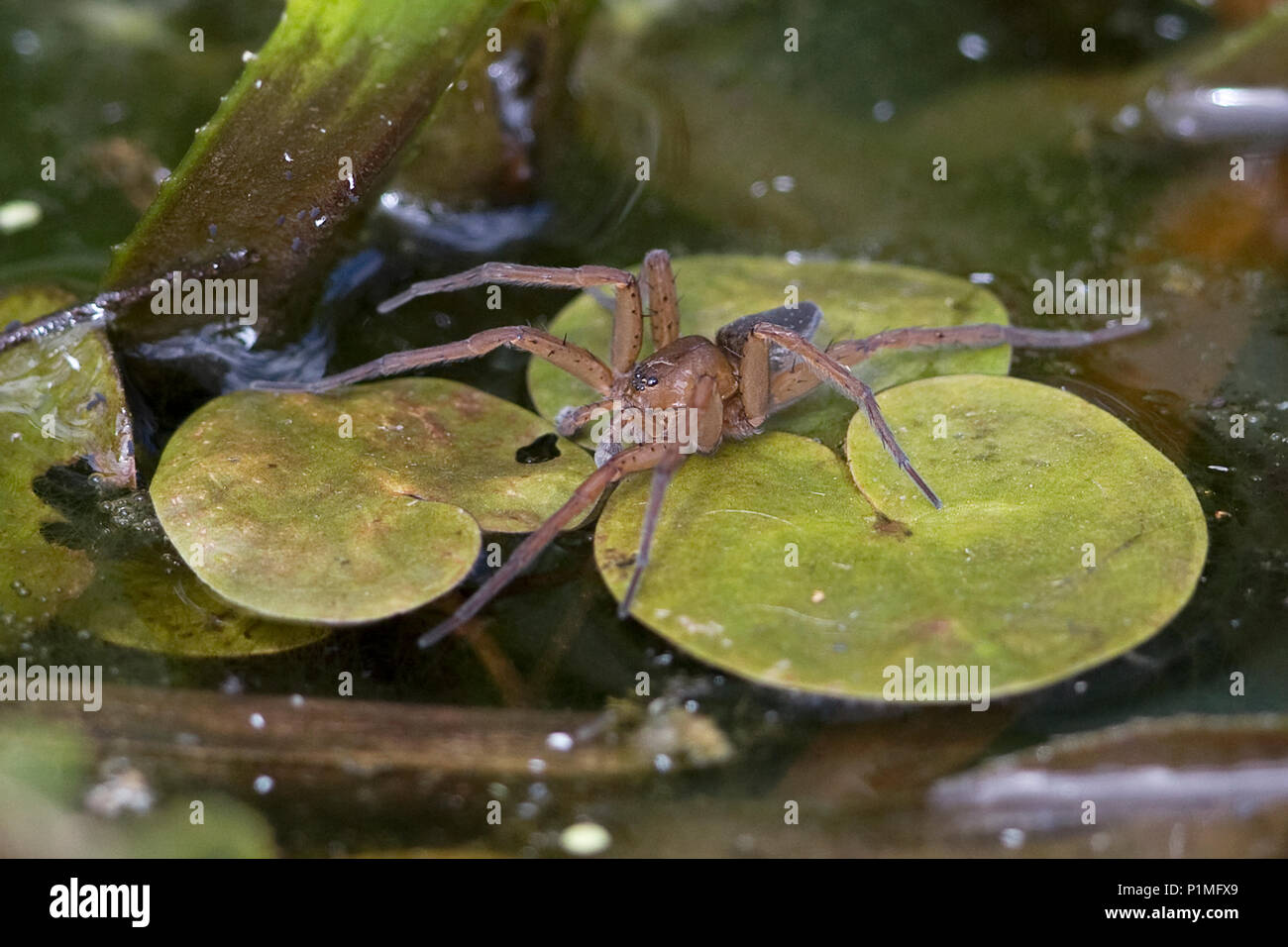 Fen Raft Spider (Dolomedes plantarius) Stock Photo