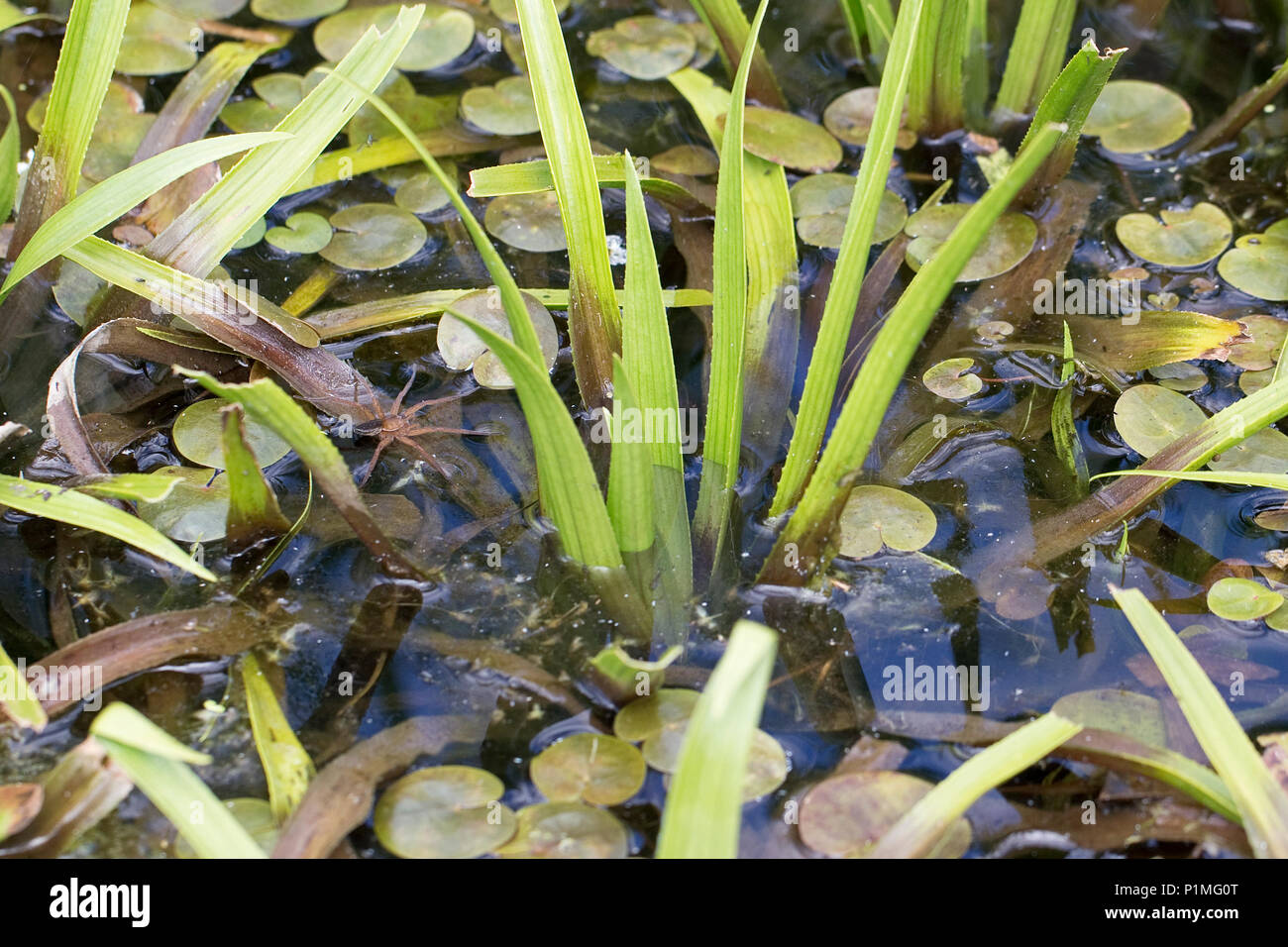 Fen Raft Spider (Dolomedes plantarius) Stock Photo