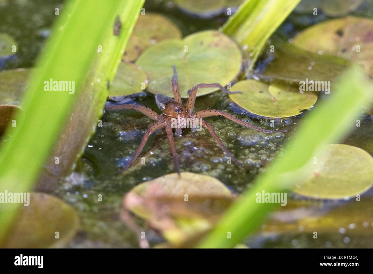 Fen Raft Spider (Dolomedes plantarius) Stock Photo