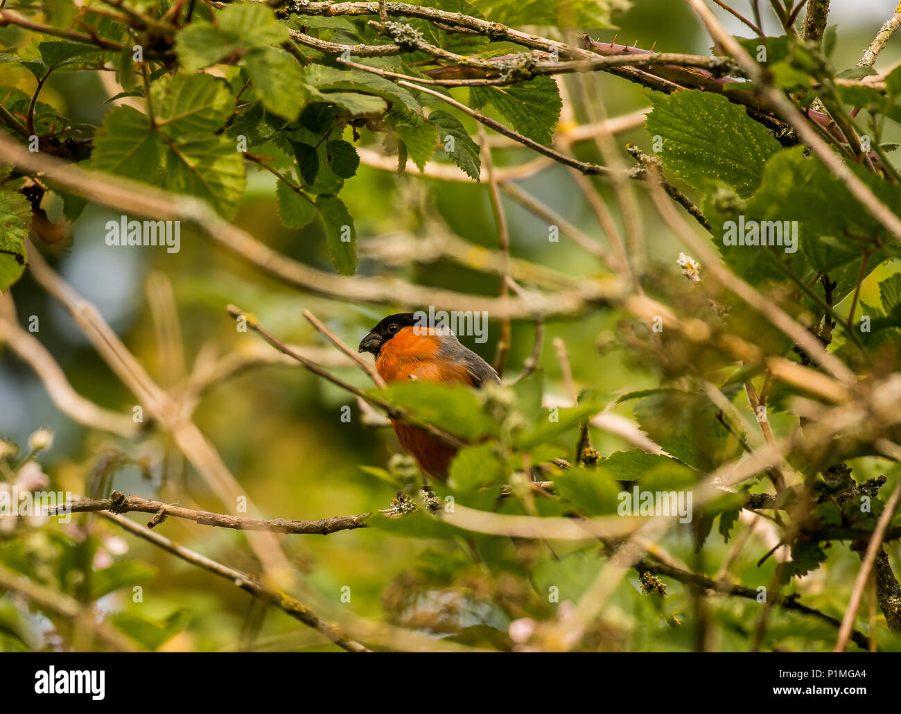 Passerifomes hires stock photography and images Alamy