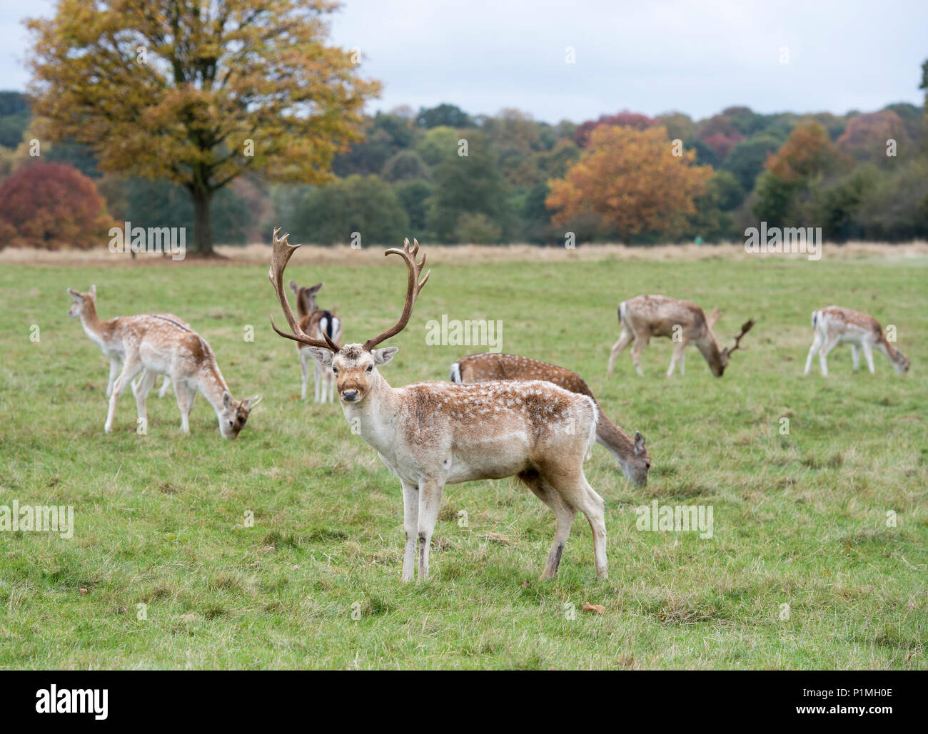 Rucking hi-res stock photography and images - Alamy
