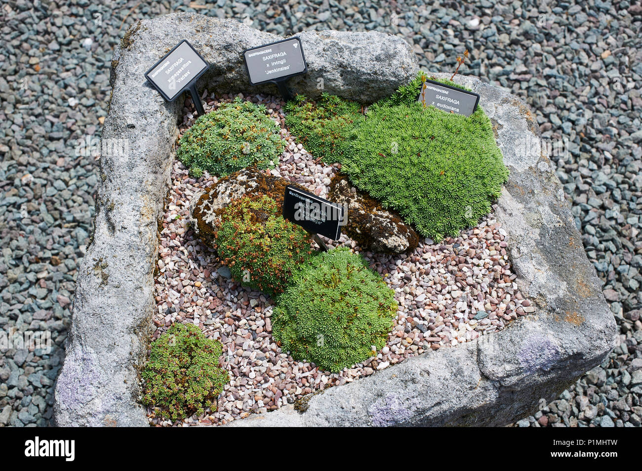 A Group of Saxifrage (rockfoil) growing in an old stone trough Stock Photo