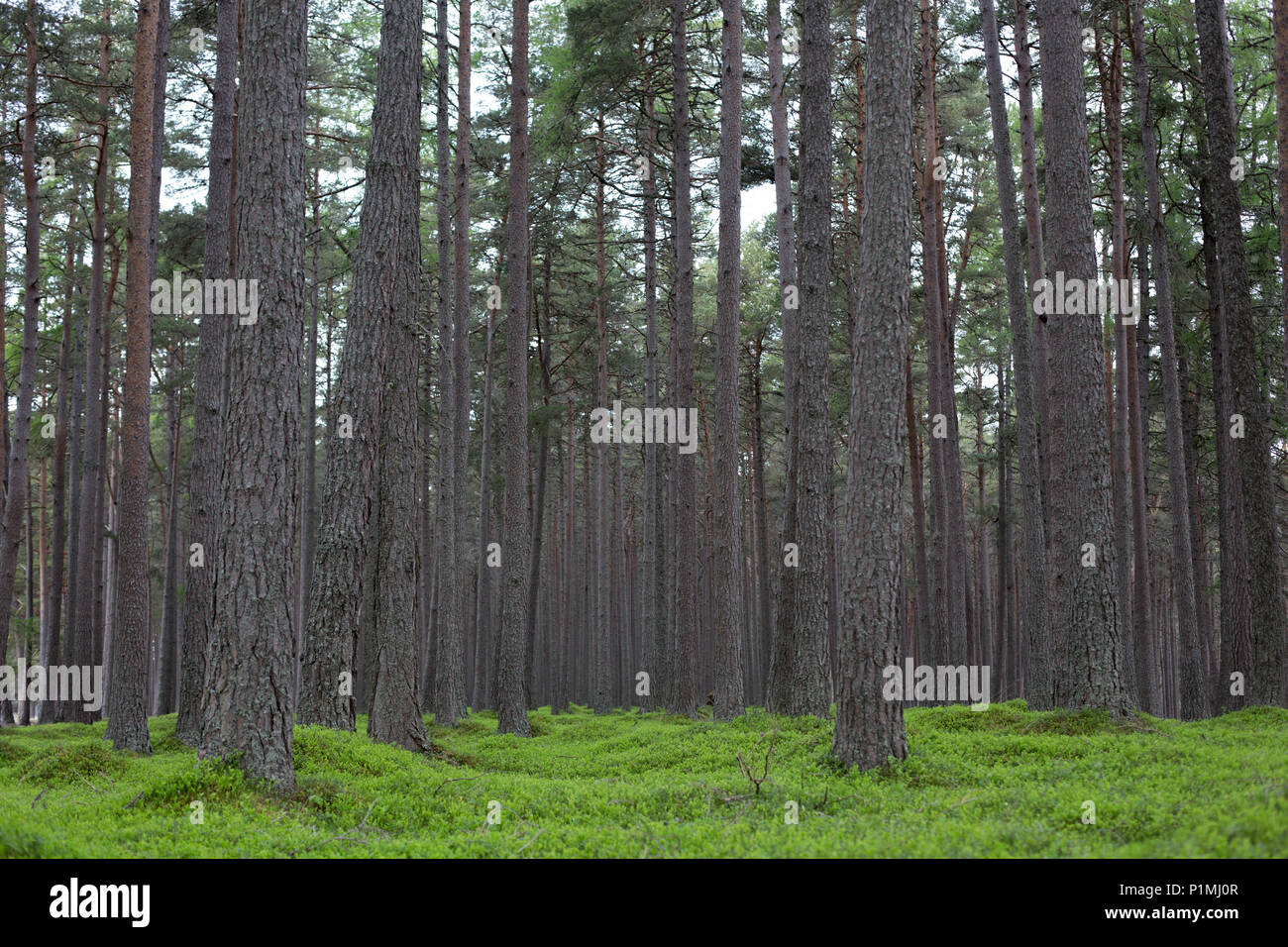 A heavily wooded forest, Mar Lodge Estate, Braemar, Aberdeenshire, Scotland Stock Photo