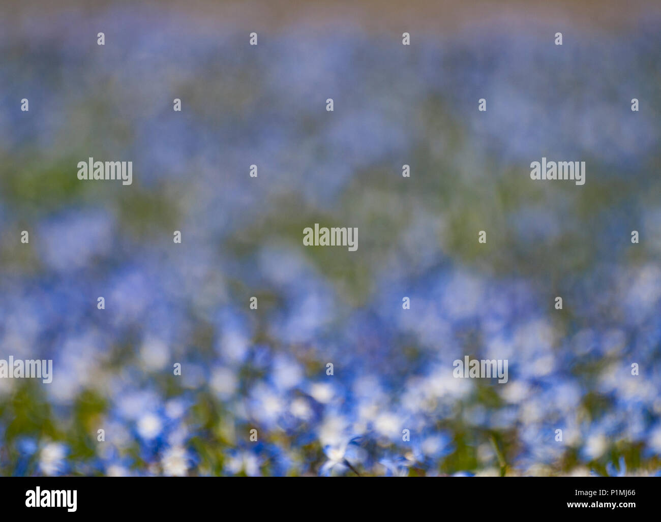 background blurred field of blue flowers stock photo 207592398 alamy