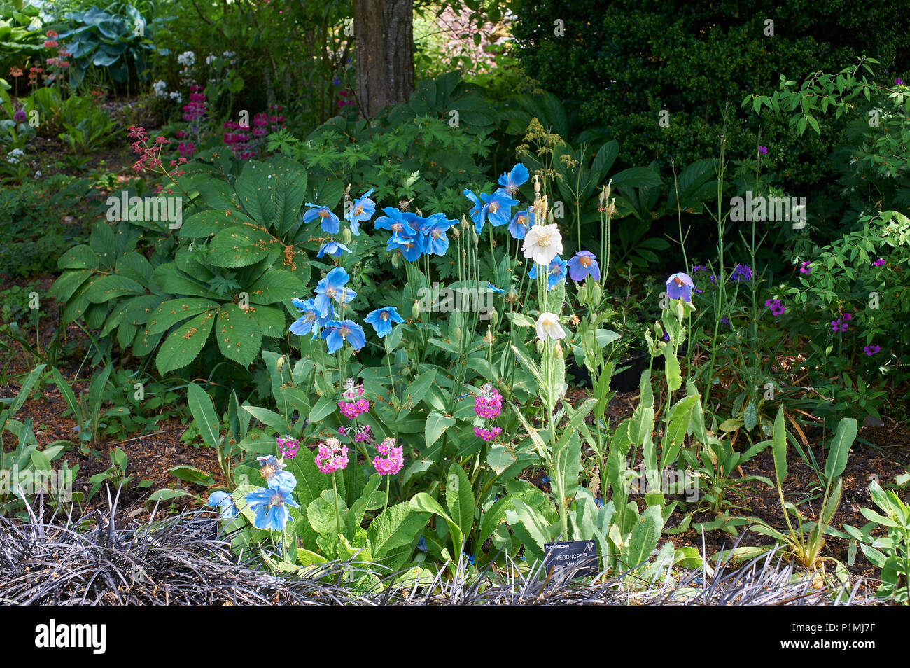 Himalayan Blue Poppy Meconopsis betonicifolia flowering plants in a garden border in the Lake District National Park, UK, GB. Stock Photo